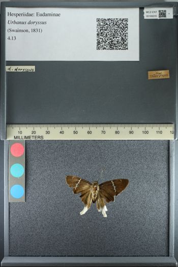 Media type: image;   Entomology 189205
